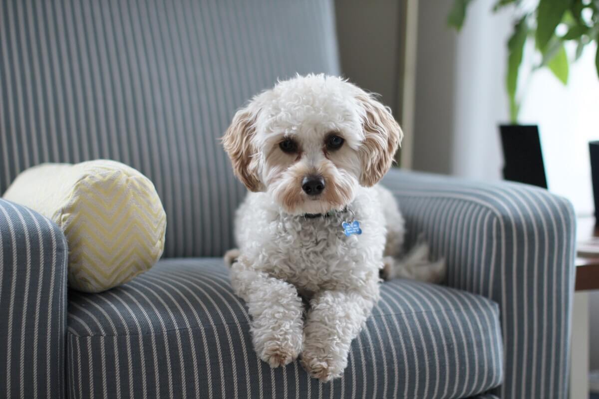 pet custody after divorce - AJB Stevens Lawyers
