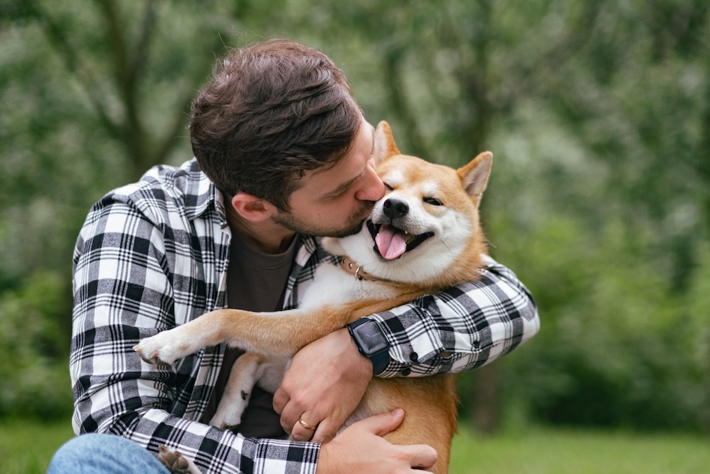 Companion dog